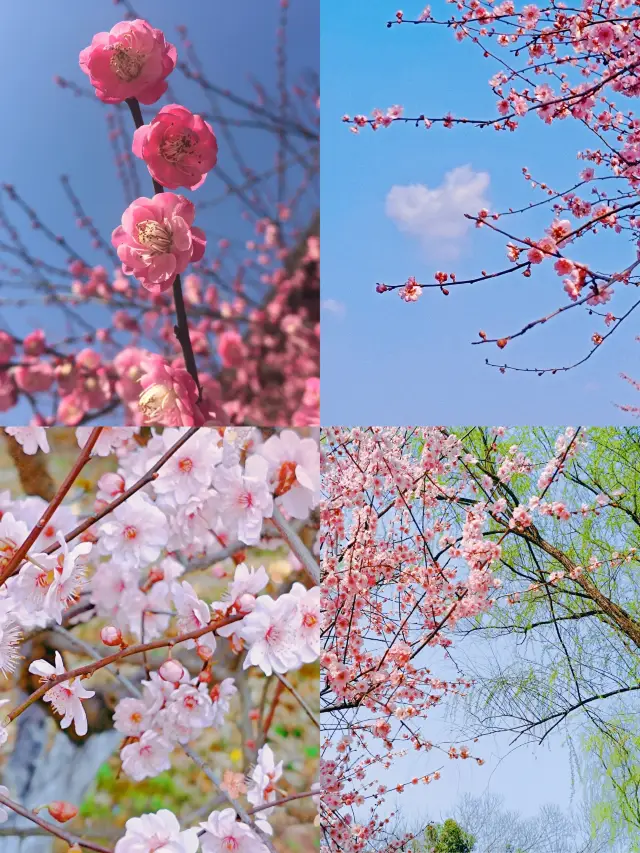 Enjoy a free trip to Xixi and it's the perfect time to admire the plum blossoms!