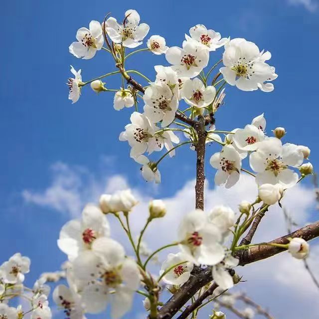 全川———看全世界最美梨花