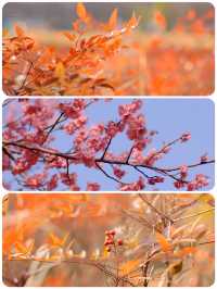 蘇州春日踏青，抓住梅花的尾巴