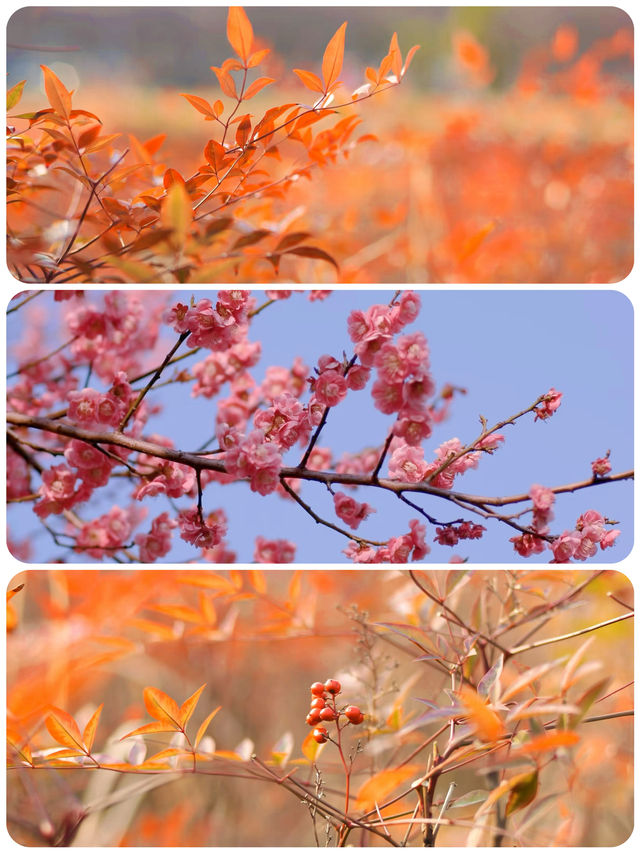 蘇州春日踏青，抓住梅花的尾巴