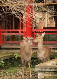 彭州三聖寺 | 玉蘭花盛開