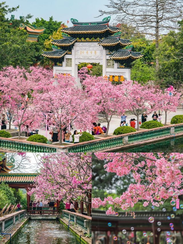 廣州古風櫻花打卡地，寶墨園櫻花正盛時