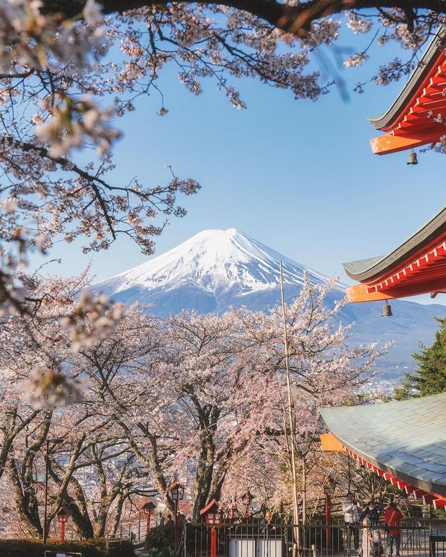 日本を代表する景色、新倉山浅間公園の桜