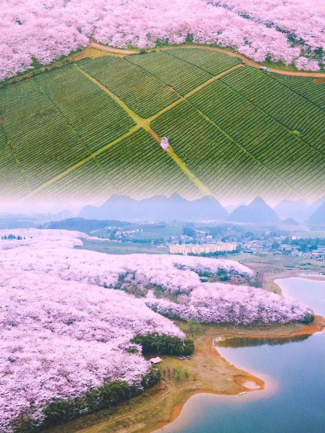 絕不輸日本！ | 全球最大最美櫻花園！！
