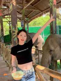 上海野生動物園值不值得去
