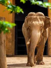 沈陽|森林動物園週末一定要來哦