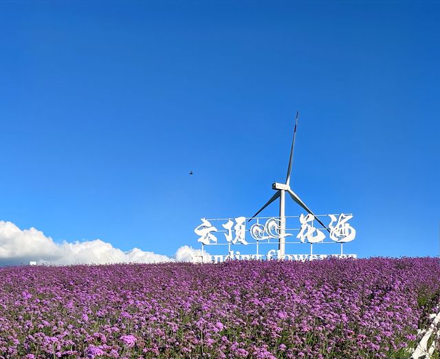 雲頂花海的風很大🪶吹走了我的煩惱很開心！！！