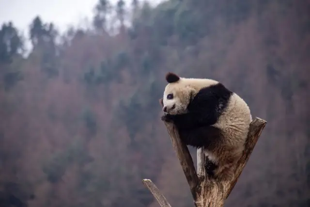 To see giant pandas, I recommend the Wolong Shenshuping Base
