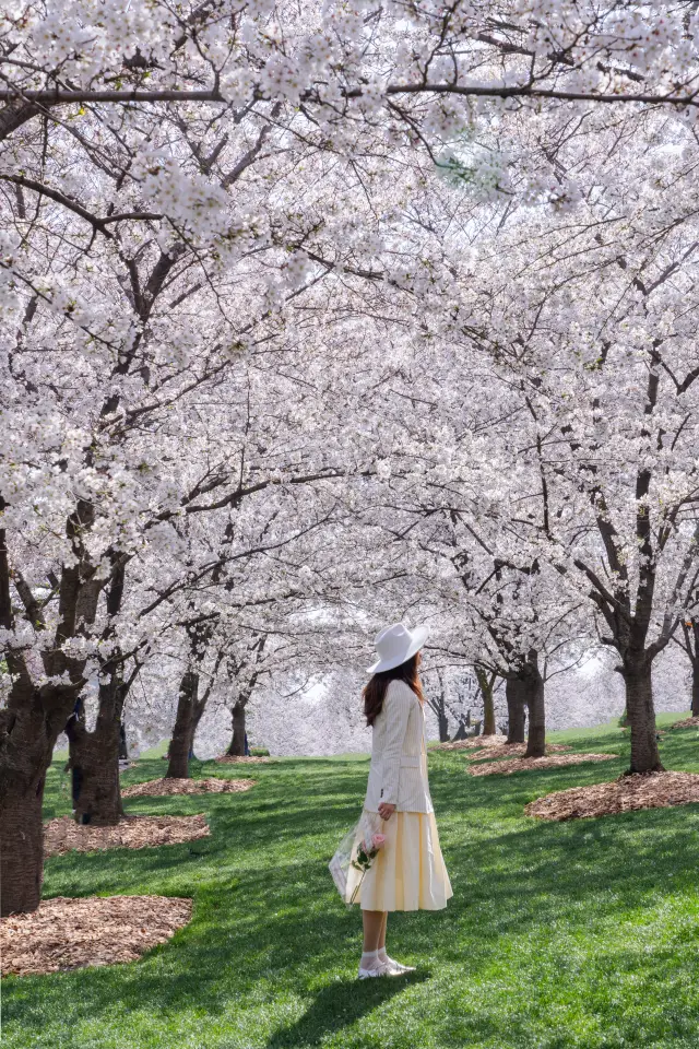 이번 주말, 전체 소메이요시노 벚꽃 숲을 독차지하는 행복