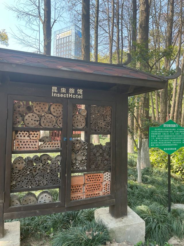 武漢漢陽公園｜免費的牡丹園