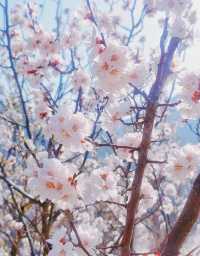 門頭溝醜兒嶺生態觀光園，去了才知道什麼叫美！