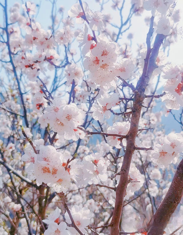 門頭溝醜兒嶺生態觀光園，去了才知道什麼叫美！
