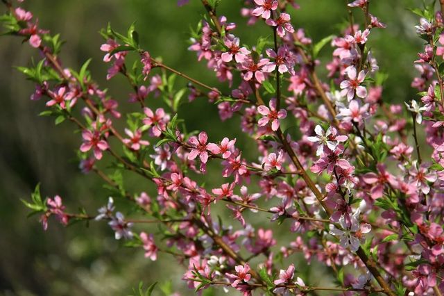 沈陽春季賞花攻略|繁花似錦，遇見最美的季節