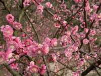 長沙寶藏花園——望月公園