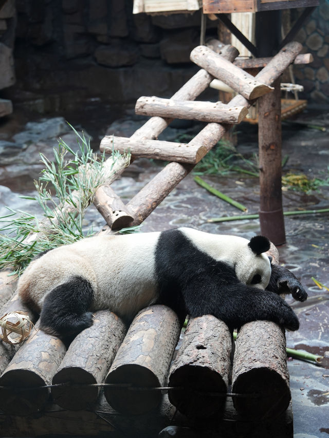 濟南遛娃｜濟南野生動物世界馬戲嘉年華來啦！