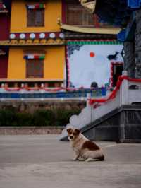 指雲寺位於拉市海旁，是麗江五大寺之一