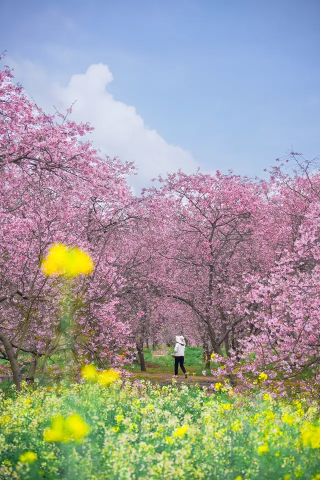 ついに！桜が山いっぱいに咲く時が来ました！！！