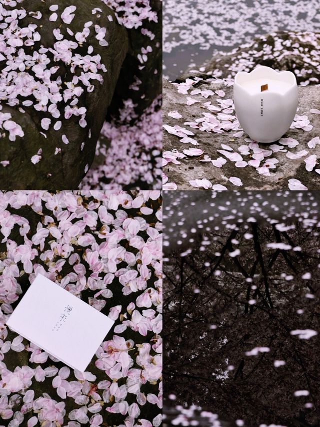 鏡頭下的春和景明，三月底趕赴一場櫻花雨