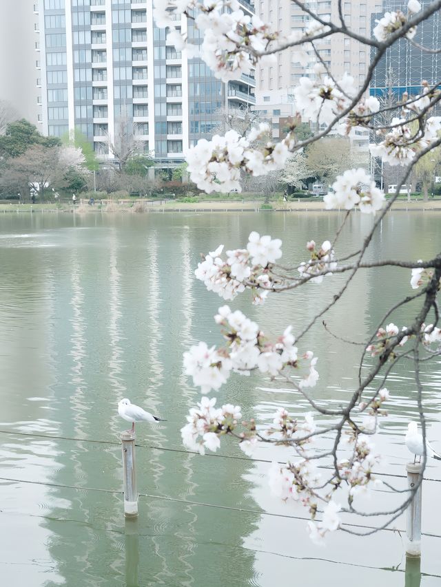 我只推薦在日本賞花時去上野公園！錯過了就得再等一年