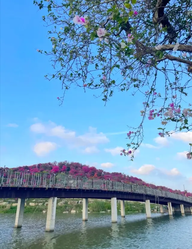 海南一小鎮上的花因「開花太仙」走紅，美得像人間仙境，好治癒