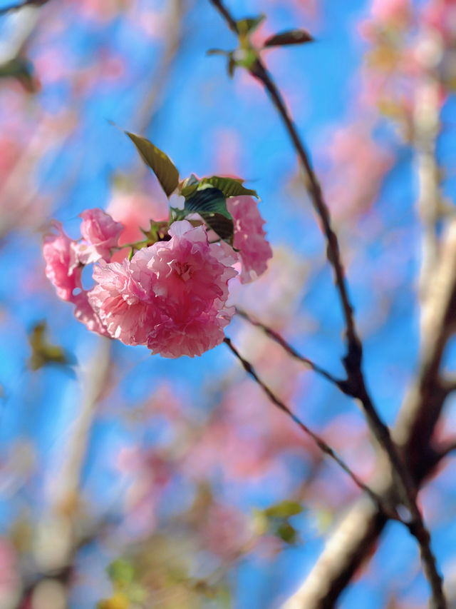 鏡頭下的春和景明|深圳賞花點收好