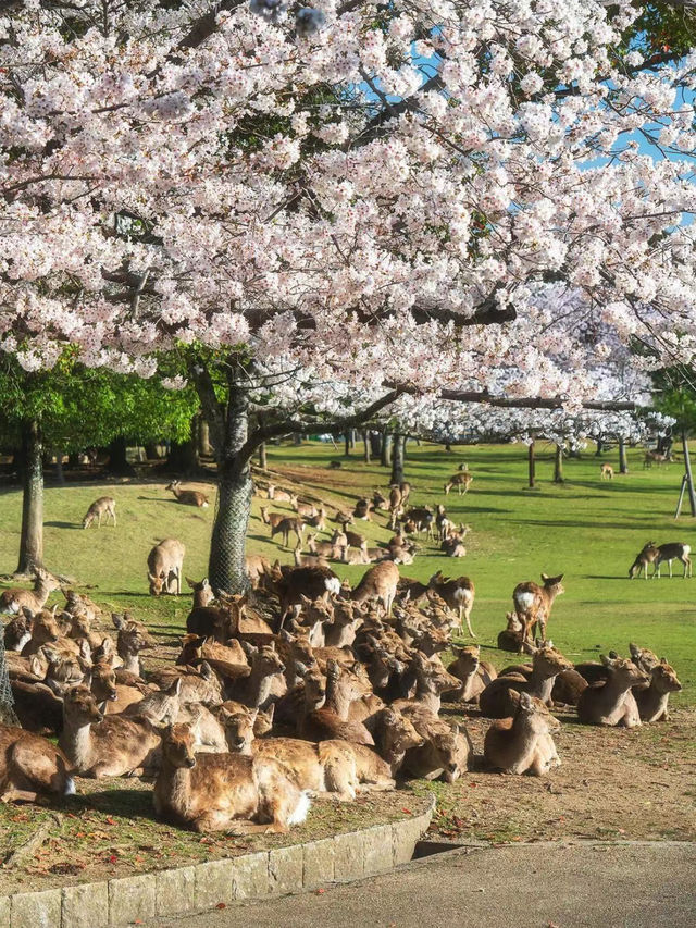 Nara Deer park Covered in pink 🌸🇯🇵