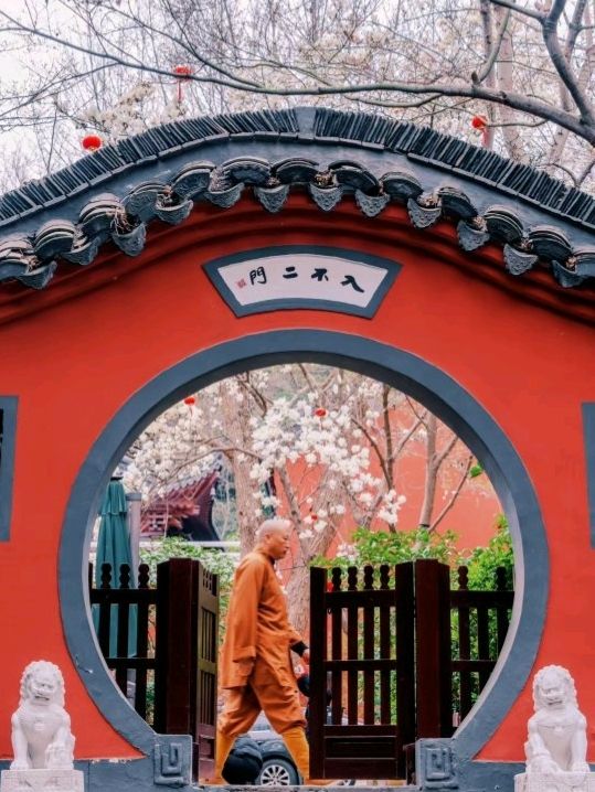 Nanjing Spring Flower Appreciation 🇨🇳❤️ Nanjing Spring Flower Appreciation 🇨🇳❤️