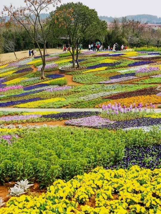 Flower Sea Changzhou Jintan Maoshan ❤️✨