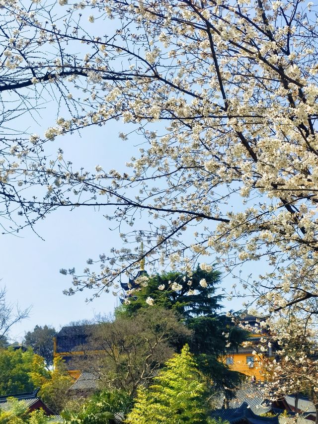 雞鳴寺的櫻花開了南京玩得可真花～