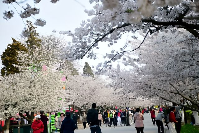 青島中山公園邀您來賞櫻花