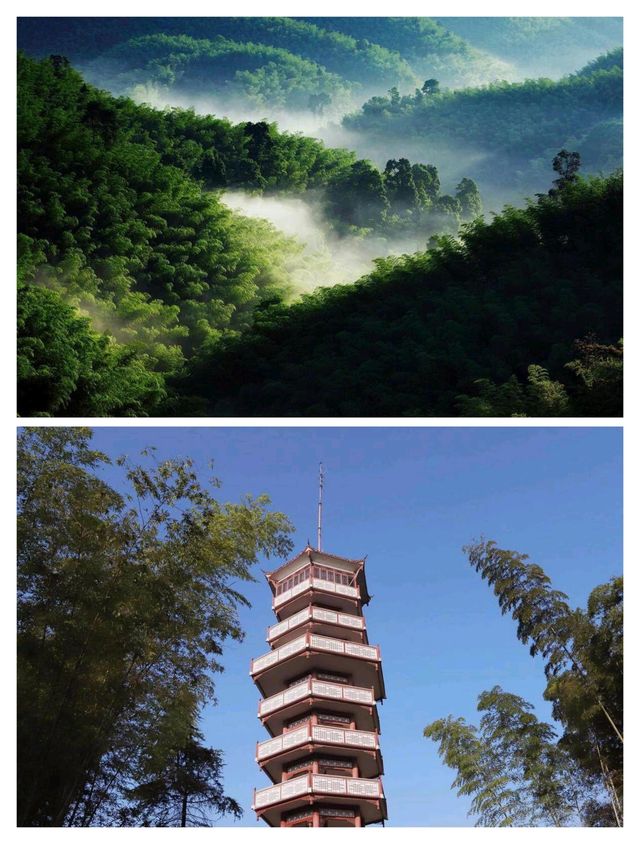 比起成都繁華盛景，我更喜歡來自四川宜賓的最美森林