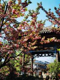 貴州百里杜鵑-大方縣一日遊
