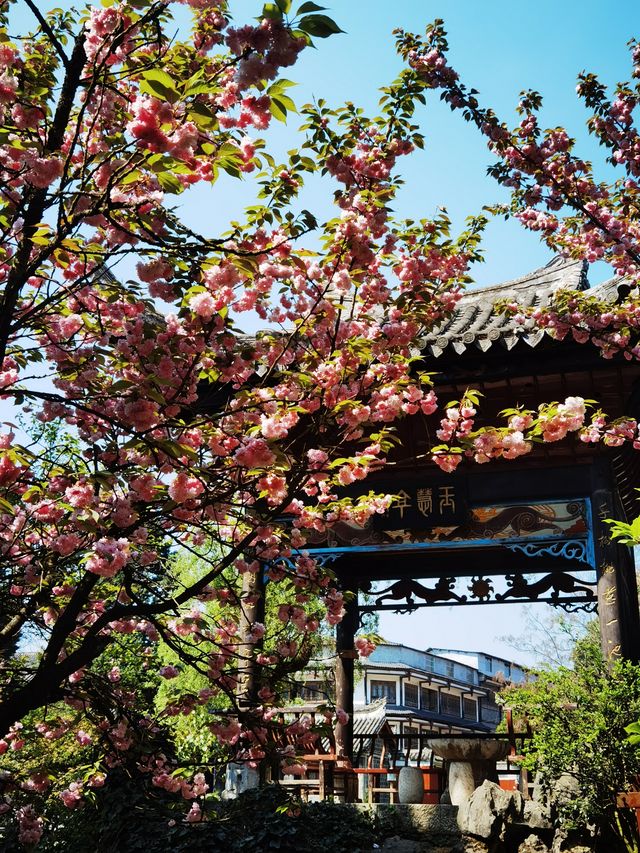 貴州百里杜鵑-大方縣一日遊