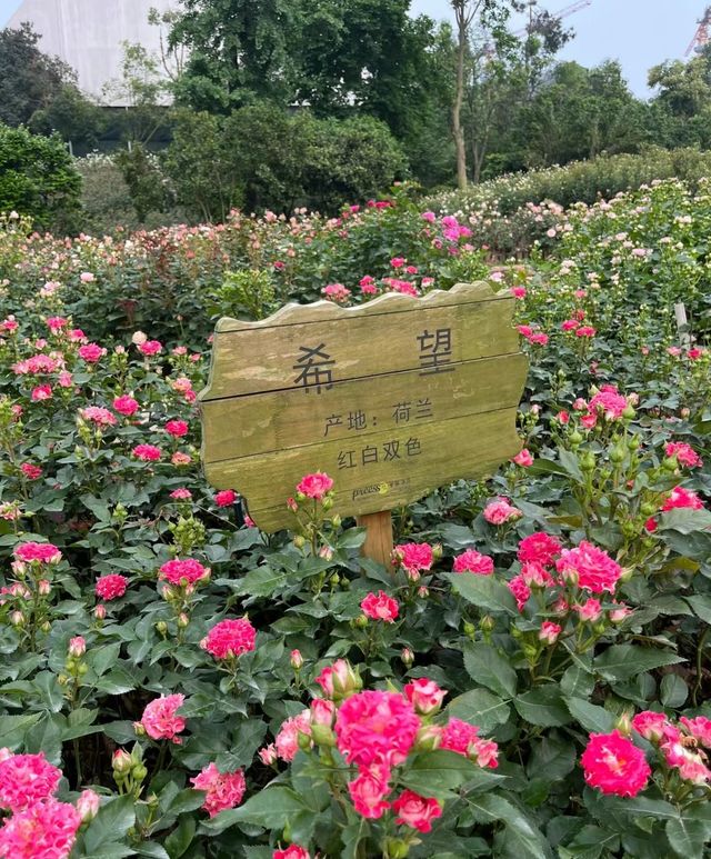 五一一定要逛完這裡再離開長沙，不然太遺憾