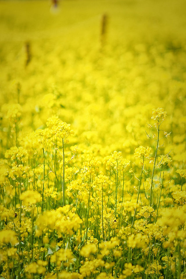 5月4日溫榆河實況｜油菜花開的好，人也多…