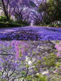 還要去澳洲？夢幻而浪漫的藍花楹國內就有！