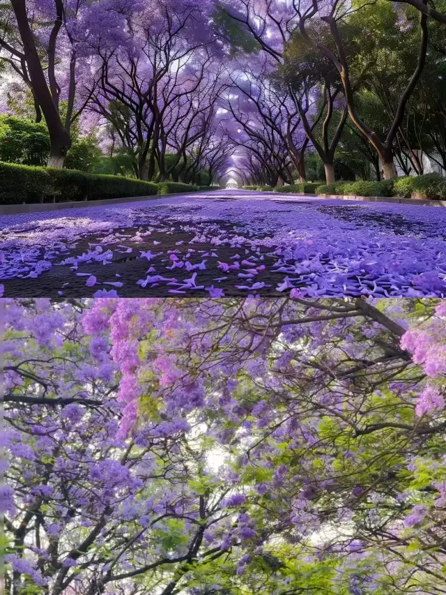 Still planning to go to Australia? You can find the dreamy and romantic Jacaranda right here in China!