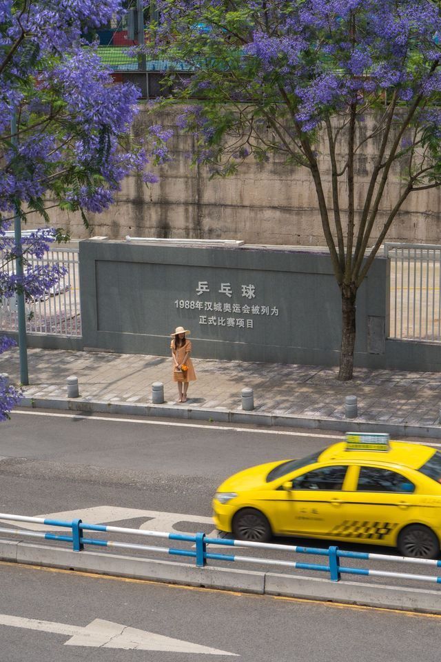 重慶藍花楹上新聞了