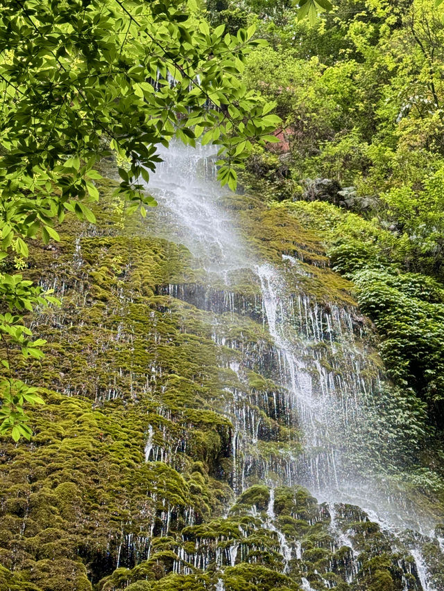 我宣布！這是青城山最值得徒步的雨林瀑布！