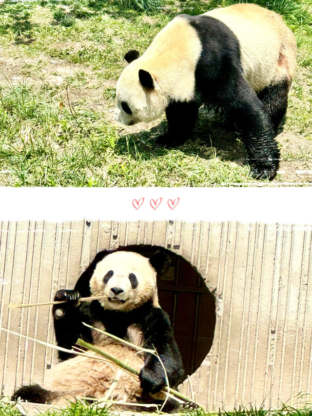 川西北｜胖達我來啦·臥龍中華大熊貓苑