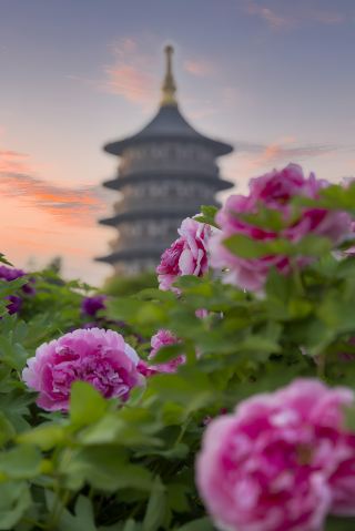 Must-visit places in Henan in May