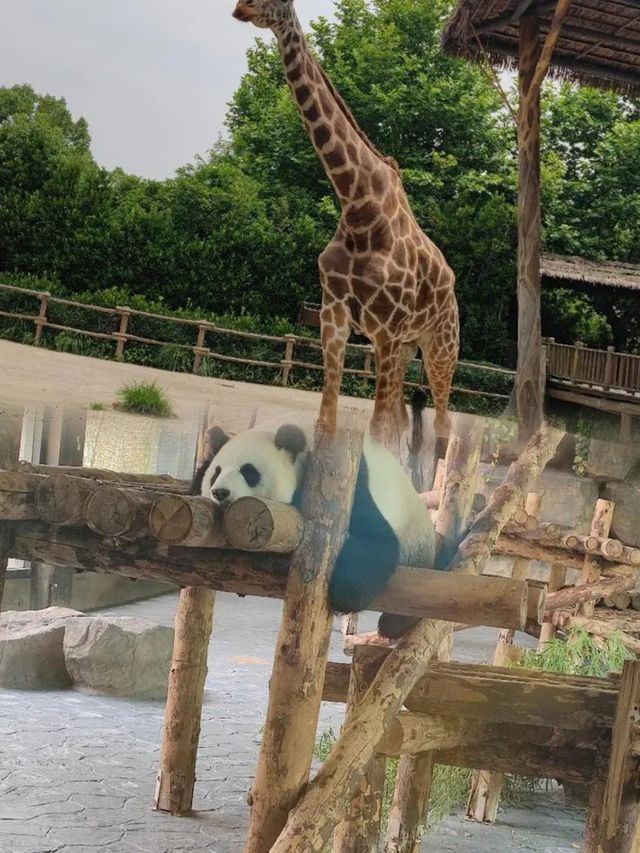上海野生動物園超實用攻略