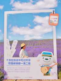 美哭了 夏日伊犁薰衣草山坡已花開成海 賞花徒步攻略