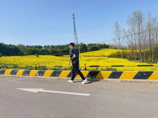 洋縣油菜花攻略