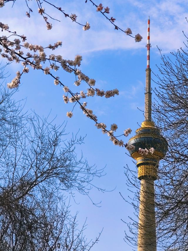 春日來玉淵潭賞花