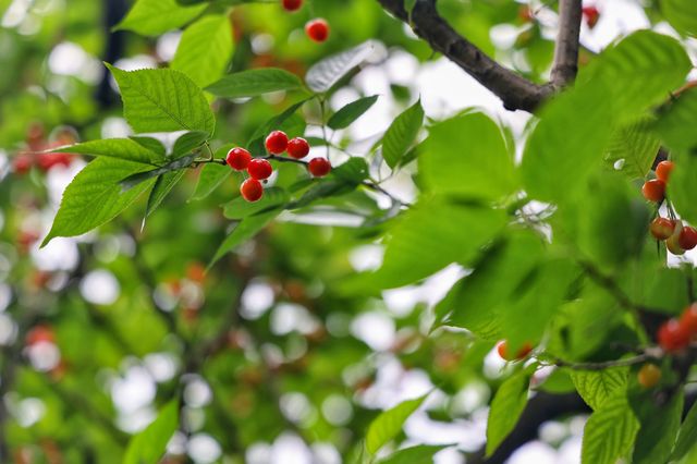 我的人生FIRST|免费采摘千年樱桃沟