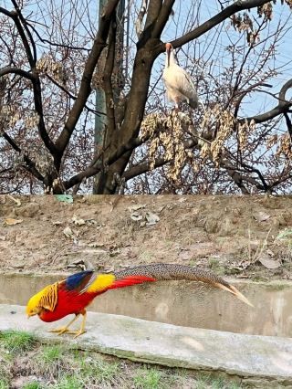 Xi'an: Qinling Four Treasures Science Park