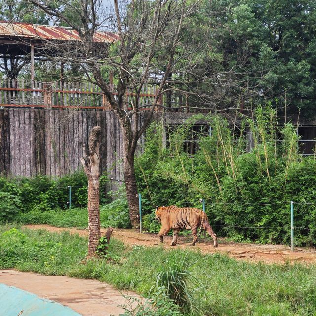 香港廣西四天三晚之平南雄森動物大世界