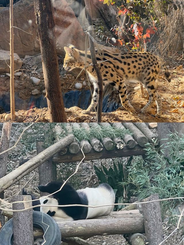 南京紅山動物園遊玩指南  | 超實用攻略