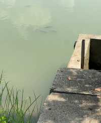 終於打卡了深圳最難約的公園！